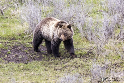 Grizzly Bear May 2025